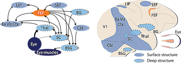 Visual System